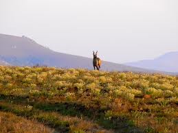 NYIKA NATIONAL PARK 